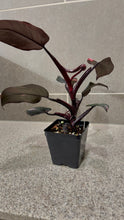 Load image into Gallery viewer, Philodendron Pink Princess (K)