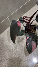 Load image into Gallery viewer, Philodendron Pink Princess (K)