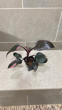 Load image into Gallery viewer, Philodendron Pink Princess (K)