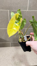 Load image into Gallery viewer, Philodendron Burle Marx Variegata (P)