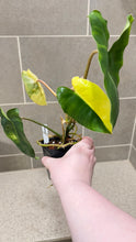 Load image into Gallery viewer, Philodendron Burle Marx Variegata (P)