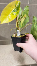 Load image into Gallery viewer, Philodendron Burle Marx Variegata (P)