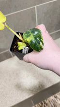 Load image into Gallery viewer, Philodendron Burle Marx Variegata (R)