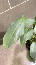 Load image into Gallery viewer, Philodendron Silver Sword (A)