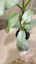Load image into Gallery viewer, Philodendron Silver Sword (A)