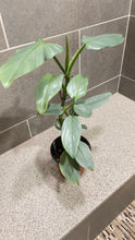 Load image into Gallery viewer, Philodendron Silver Sword (A)