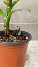 Load image into Gallery viewer, Philodendron Silver Sword (A)