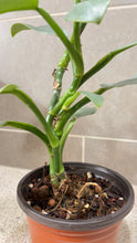 Load image into Gallery viewer, Philodendron Silver Sword (A)