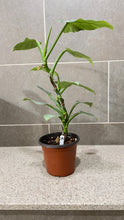 Load image into Gallery viewer, Philodendron Silver Sword (A)
