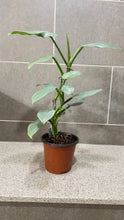 Load image into Gallery viewer, Philodendron Silver Sword (A)