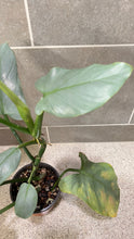 Load image into Gallery viewer, Philodendron Silver Sword (B)