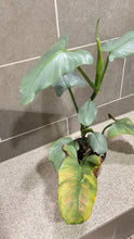Load image into Gallery viewer, Philodendron Silver Sword (B)
