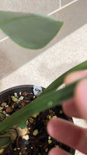 Load image into Gallery viewer, Philodendron Silver Sword (B)