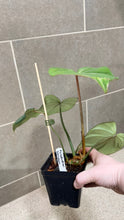 Load image into Gallery viewer, Philodendron gloriosum (A)