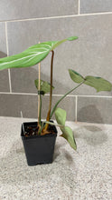 Load image into Gallery viewer, Philodendron gloriosum (A)
