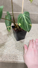 Load image into Gallery viewer, Philodendron gloriosum (A)