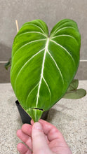 Load image into Gallery viewer, Philodendron gloriosum (A)