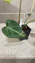 Load image into Gallery viewer, Philodendron gloriosum (A)
