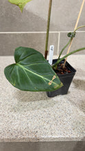 Load image into Gallery viewer, Philodendron gloriosum (A)