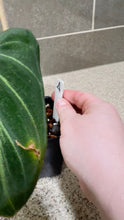 Load image into Gallery viewer, Philodendron gloriosum (A)