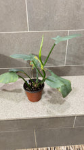 Load image into Gallery viewer, Philodendron Silver Sword (M)