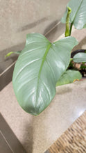 Load image into Gallery viewer, Philodendron Silver Sword (M)