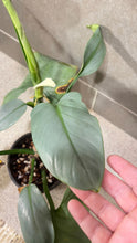 Load image into Gallery viewer, Philodendron Silver Sword (M)