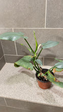 Load image into Gallery viewer, Philodendron Silver Sword (M)