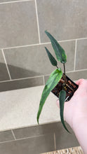 Load image into Gallery viewer, Syngonium podophyllum Lance Leaf (A)