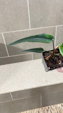 Load image into Gallery viewer, Syngonium podophyllum Lance Leaf (A)