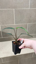 Load image into Gallery viewer, Syngonium podophyllum Lance Leaf (A)
