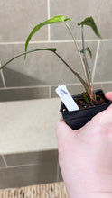 Load image into Gallery viewer, Syngonium podophyllum Lance Leaf (A)