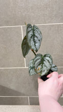 Load image into Gallery viewer, Philodendron brandtianum (E)