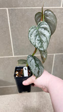 Load image into Gallery viewer, Philodendron brandtianum (E)