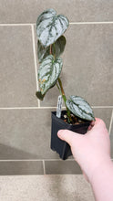 Load image into Gallery viewer, Philodendron brandtianum (E)