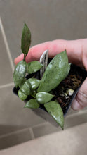 Load image into Gallery viewer, Hoya lacunosa 'Snow Caps' (B)