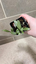 Load image into Gallery viewer, Hoya lacunosa 'Snow Caps' (B)