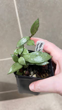 Load image into Gallery viewer, Hoya lacunosa 'Snow Caps' (B)