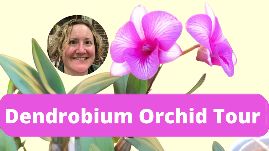A Tour of Dendrobium Orchids: Parishii, Kingianum, and New Hope Mini