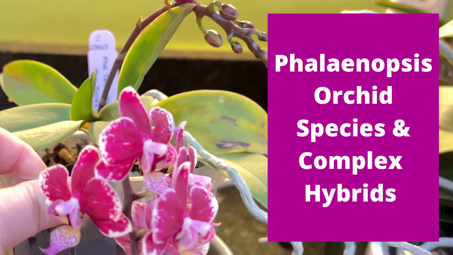 What to Expect When You're Blooming and Growing a Phalaenopsis Species Orchids and Complex Hybrids