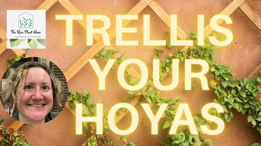 Hoyas: The Right Way To Trellis Them and Things To Avoid