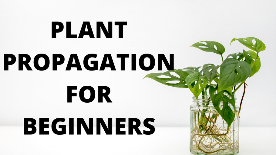 How To Propagate Plant Cuttings & Grow Them Into Big Plants