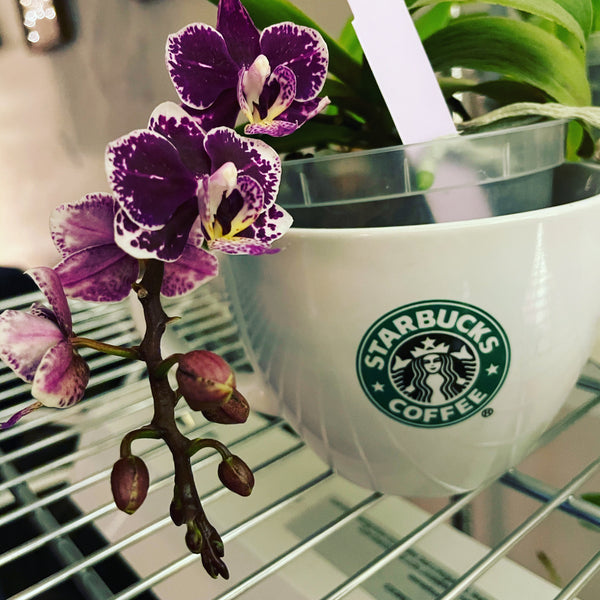Mini Phalaenopsis - Blooming and Growing