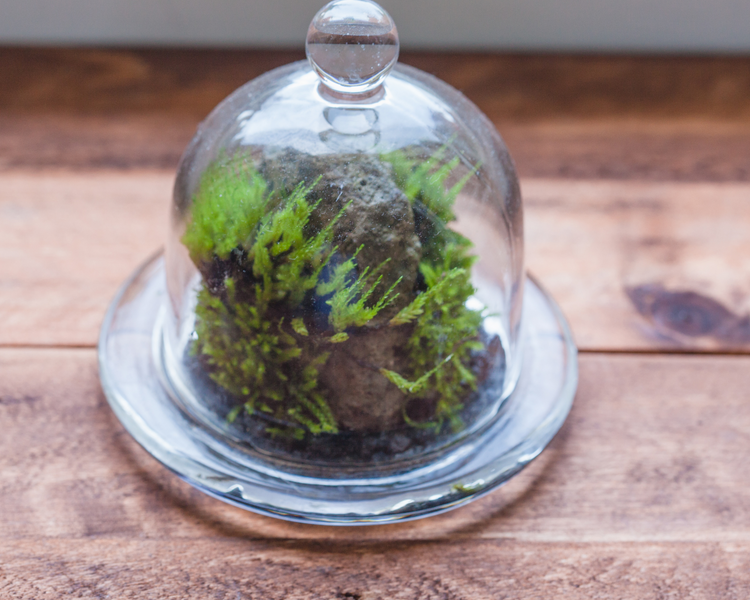 Ideas and Care Tips For Closed Self-Sustaining Glass Terrariums