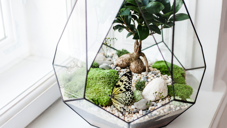 Wardian Case Terrariums: The Perfect Place for Your Favorite Plants