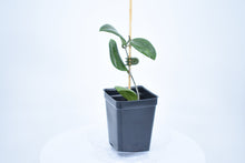 Load image into Gallery viewer, Hoya verticillata
