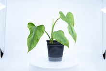 Load image into Gallery viewer, Philodendron erubescens
