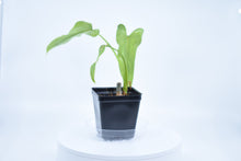 Load image into Gallery viewer, Philodendron erubescens B
