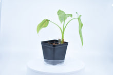 Load image into Gallery viewer, Philodendron erubescens B

