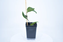 Load image into Gallery viewer, Hoya verticillata
